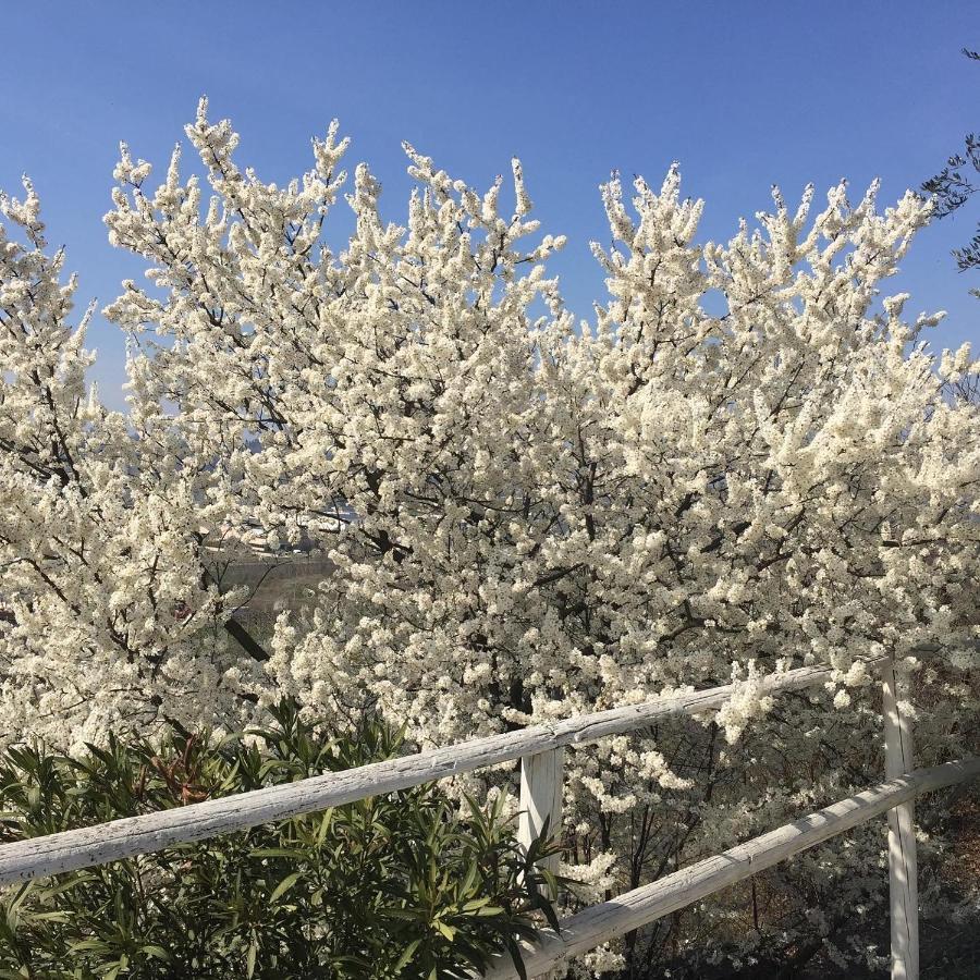 Relais Il Pigno Konuk evi Affi Dış mekan fotoğraf
